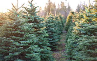 2021 Christmas Tree Shopping – 17 great options in Wicklow